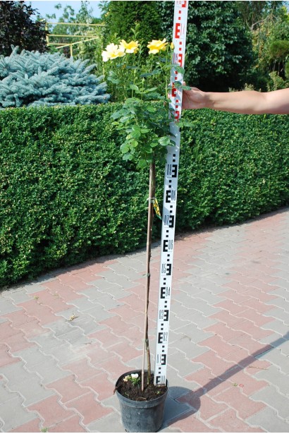 Саджанець жовтої троянди на штамбі прикрасить вашу клумбу.